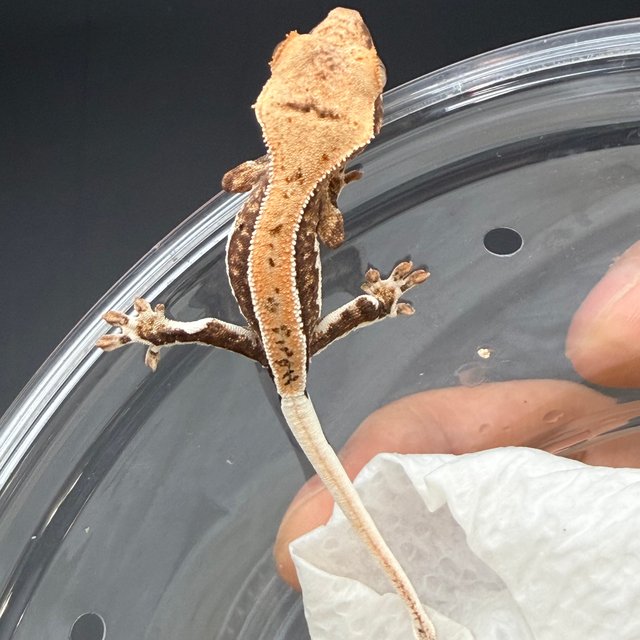 릴리100%헷아잔틱