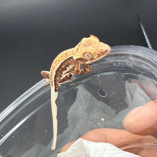 릴리100%헷아잔틱