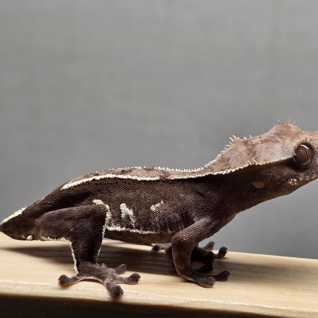아잔틱