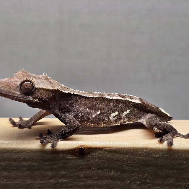 아잔틱