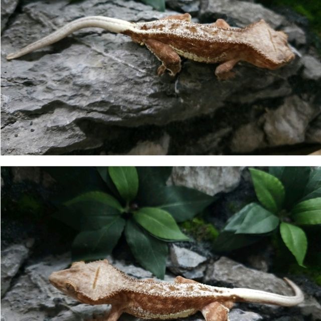 팬텀 크림시클 릴리화이트
