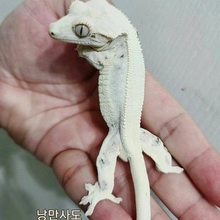 릴리화이트 (부)