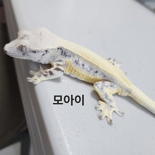릴리화이트 (부)