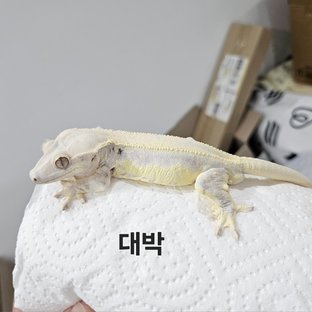 릴리화이트 (부)