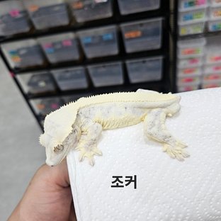 릴리화이트 (부)