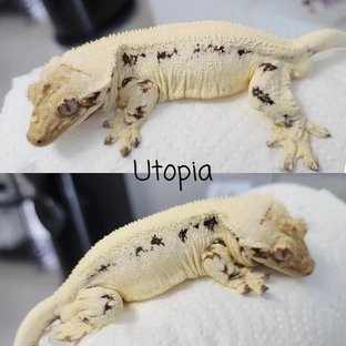 유토피아