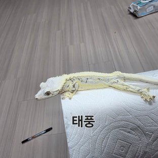태풍