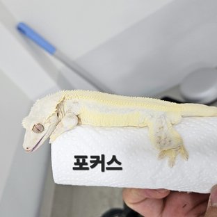 포커스