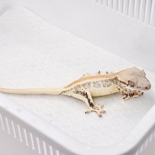 큐20