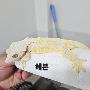 헤븐
