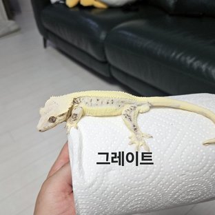그레이트