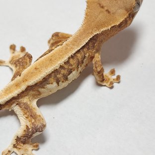 릴리화이트 크림 크림시클