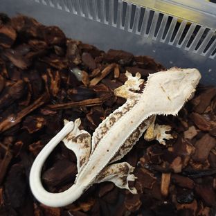 릴리화이트 트라이