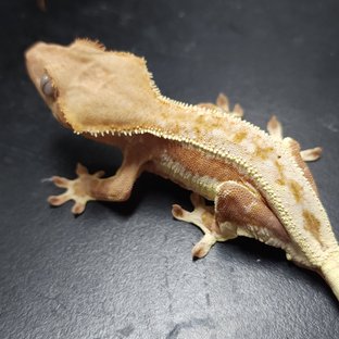 릴리화이트 레드