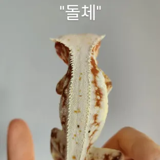 돌체