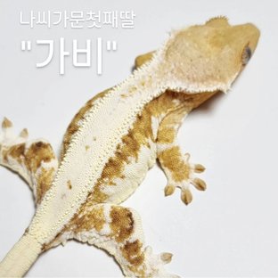 나비.퓨어트익릴리