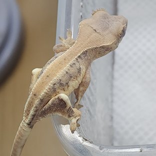 릴리화이트 풀핀 크림 크림시클