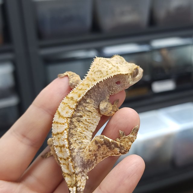 트라이 익스트림할리퀸