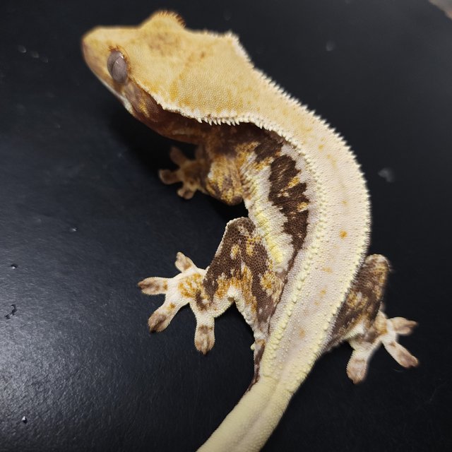 릴리화이트 트라이 솔리드백