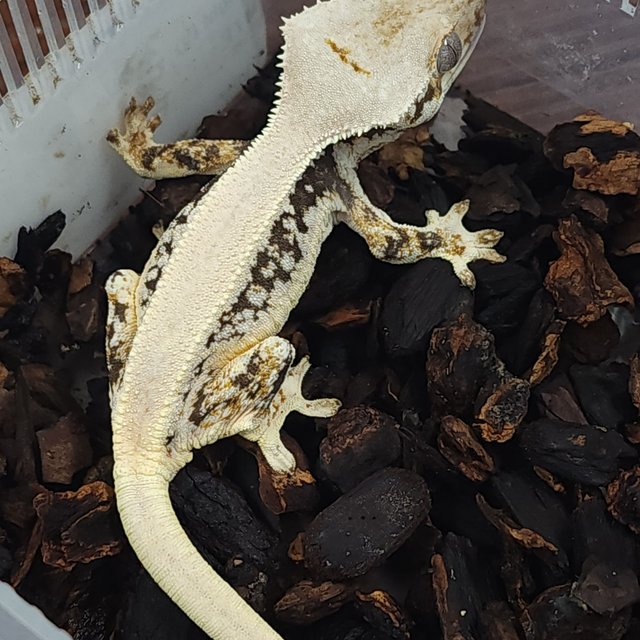 릴리화이트 솔리드백 옐로우 크림 크림시클