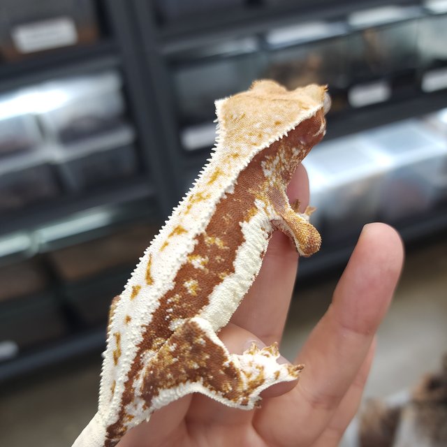 릴리화이트 레드