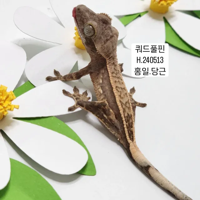 쿼드 풀핀 핀스트라이프 노멀