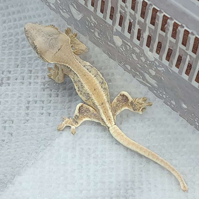 릴리화이트 풀핀 크림 크림시클