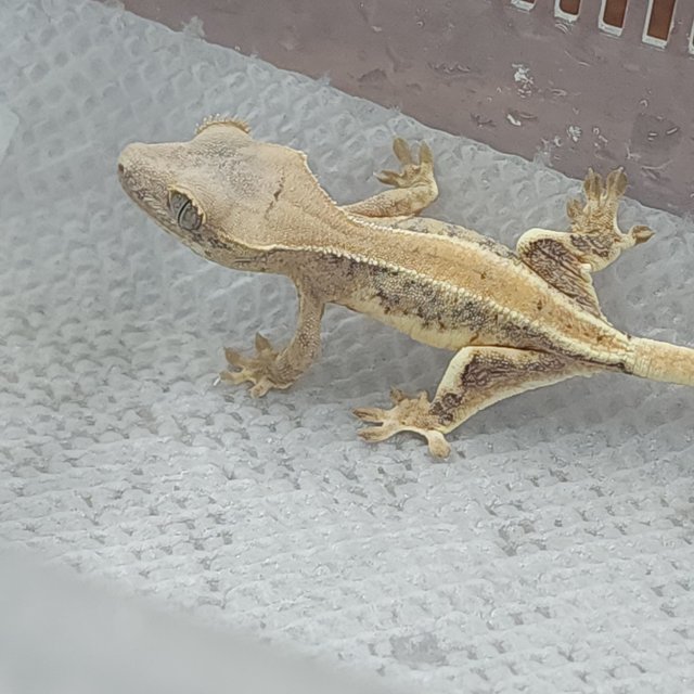 릴리화이트 풀핀 크림 크림시클