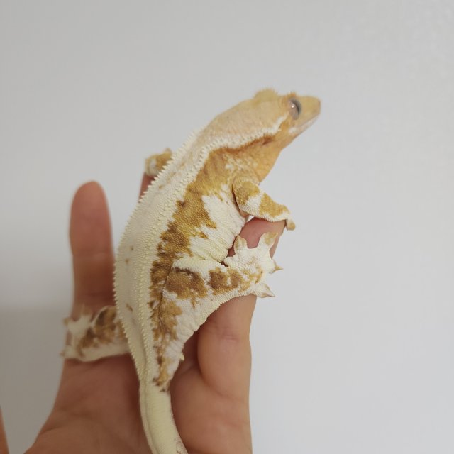 릴리화이트 크림시클 크림