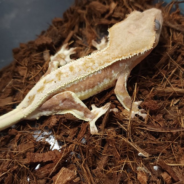 릴리화이트 레드