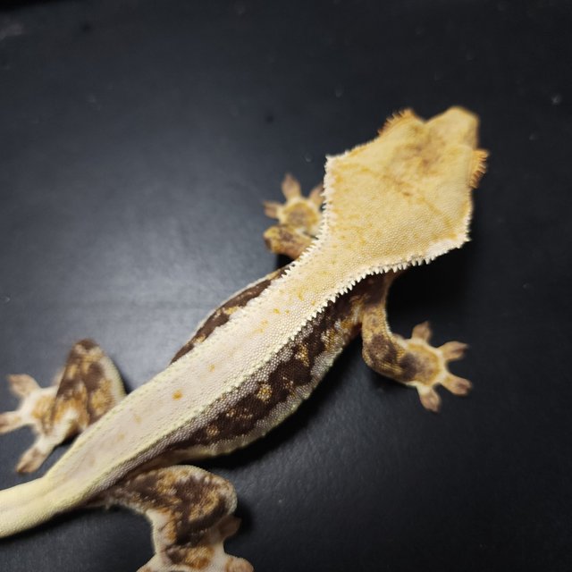 릴리화이트 트라이 솔리드백