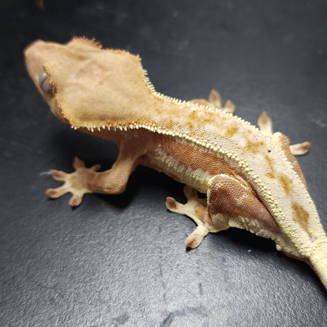 릴리화이트 레드