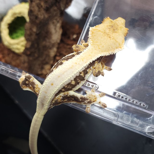 릴리화이트 트라이 솔리드백