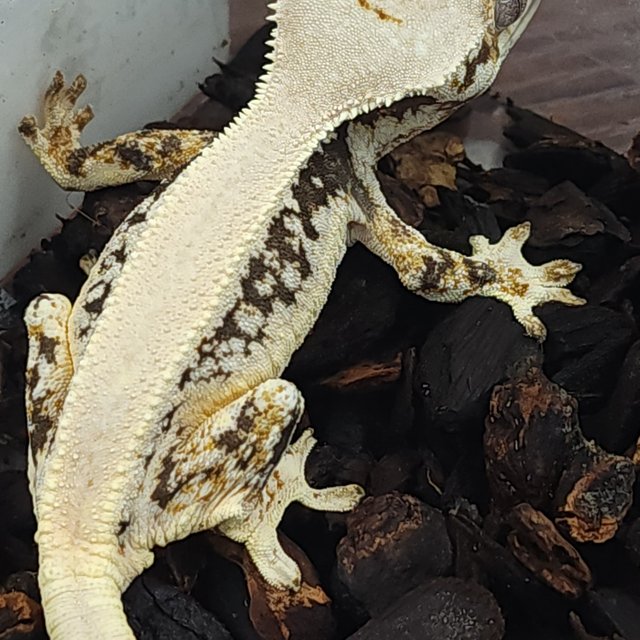 릴리화이트 솔리드백 옐로우 크림 크림시클