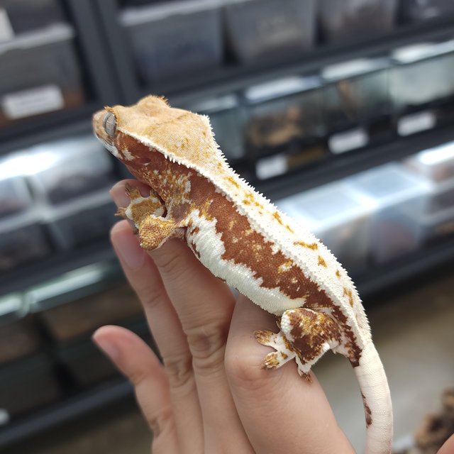 릴리화이트 레드