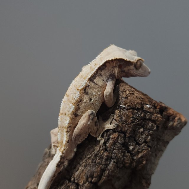 트라이 화이트스팟 익스트림할리퀸