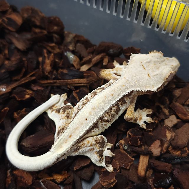 릴리화이트 트라이
