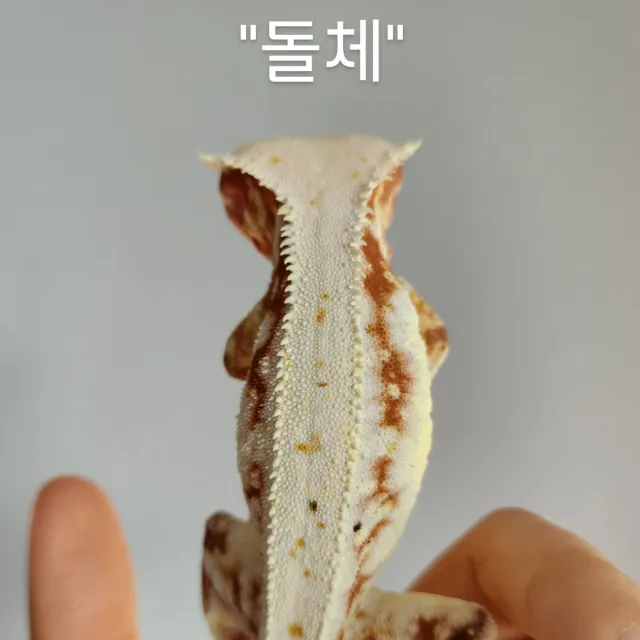 릴리화이트 레드