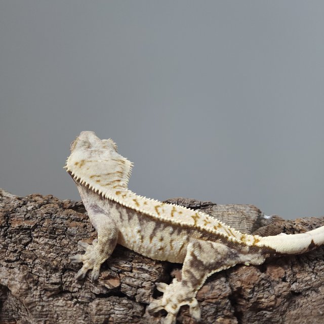 익스트림할리퀸 트라이