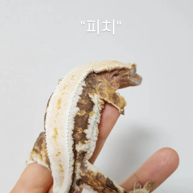릴리화이트 텐저린 트라이