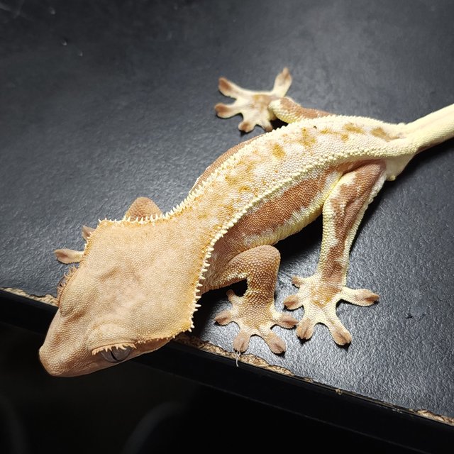 릴리화이트 레드