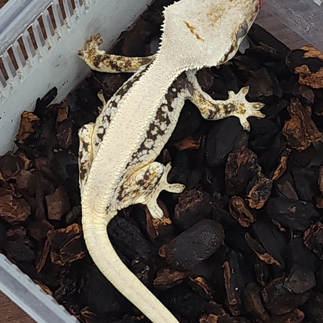 릴리화이트 솔리드백 옐로우 크림 크림시클