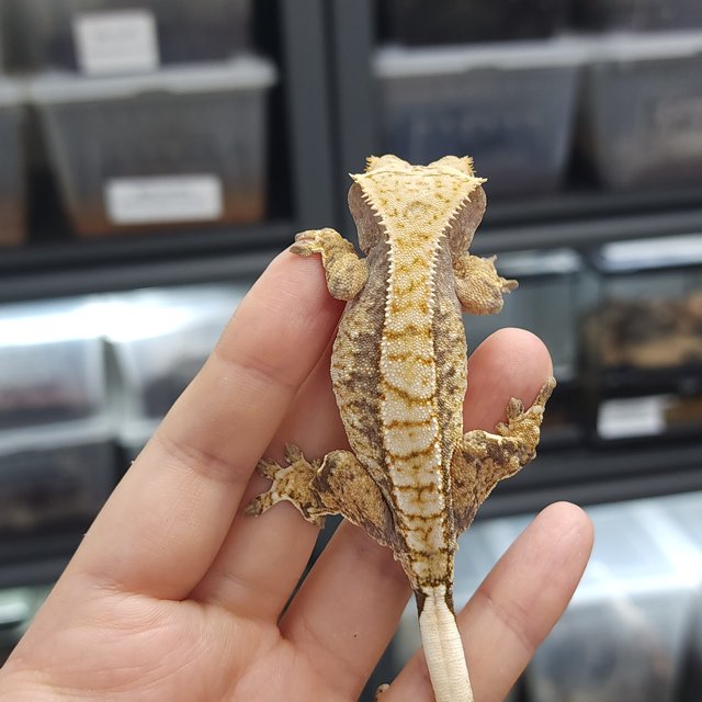 트라이 익스트림할리퀸