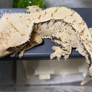 노멀 드리피 화이트스팟 트라이