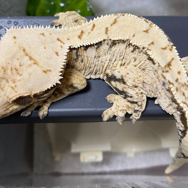 노멀 드리피 화이트스팟 트라이