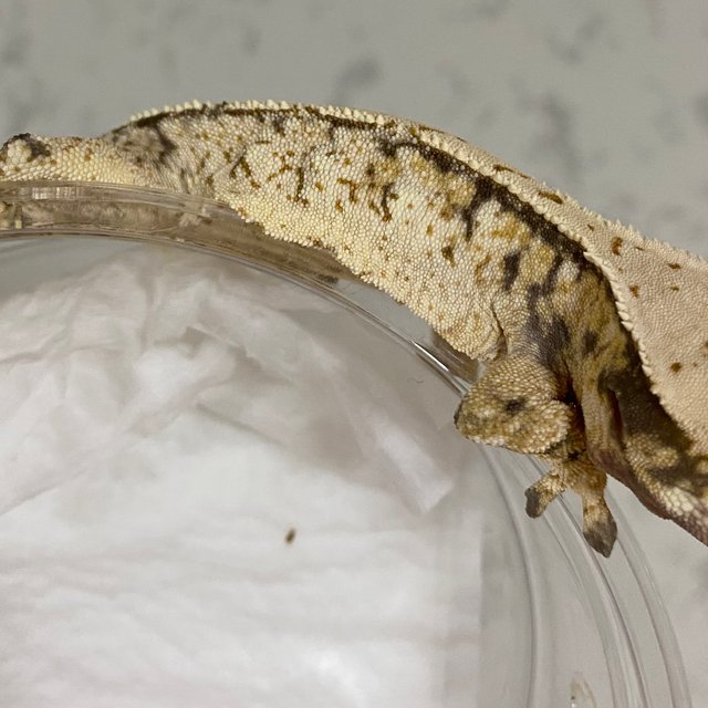 노멀 드리피 화이트스팟 트라이