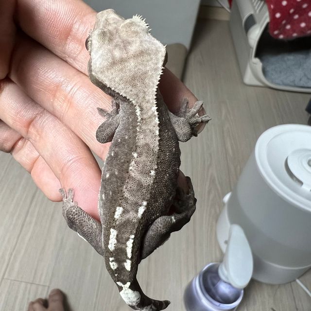 아잔틱