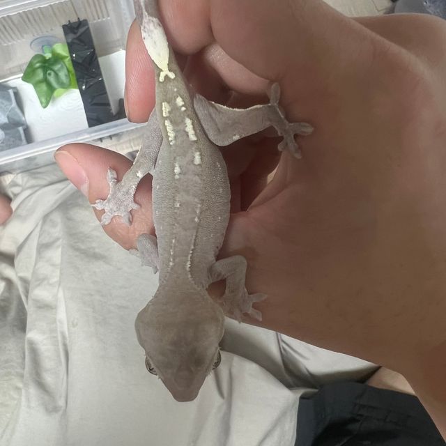 아잔틱