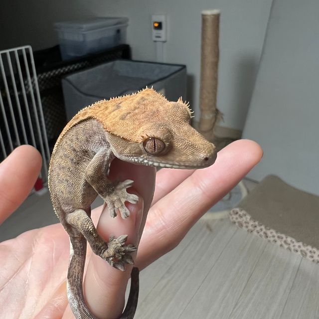 카푸치노