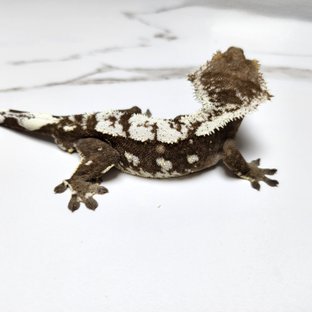 아잔틱 (부)